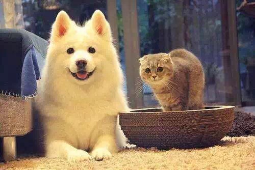 到底是养一只猫好还是养两只,养一只猫好一点还是两只猫好一点