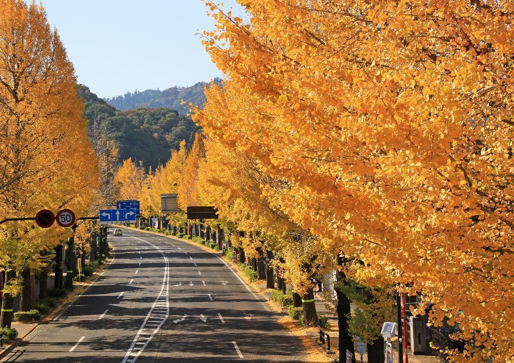 日本秋景哪里好,又来日本不可错过的6大风景