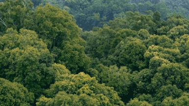 为什么老茶客都喜欢喝浓茶,为什么老茶客喜欢岩茶