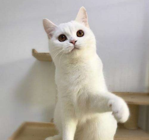 英短蓝猫最近发现毛的颜色发黄,蓝猫和什么颜色英短配出来三花