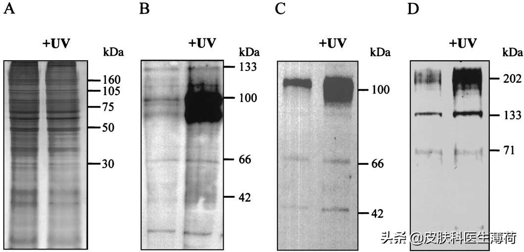 如何防止光老化氧化,预防光老化的最佳方法