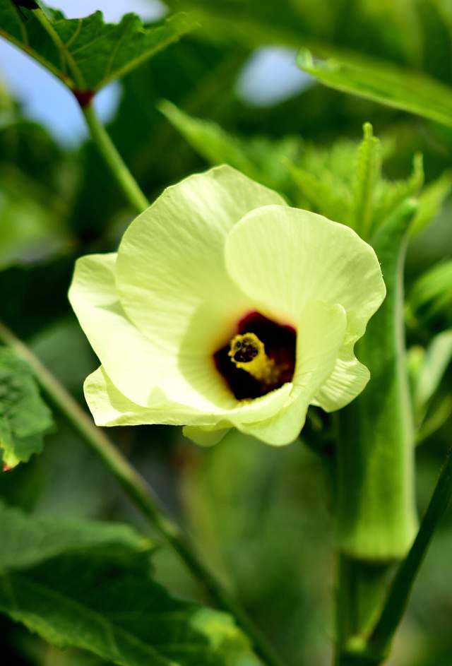 秋葵花国画,秋葵花也如此的美丽