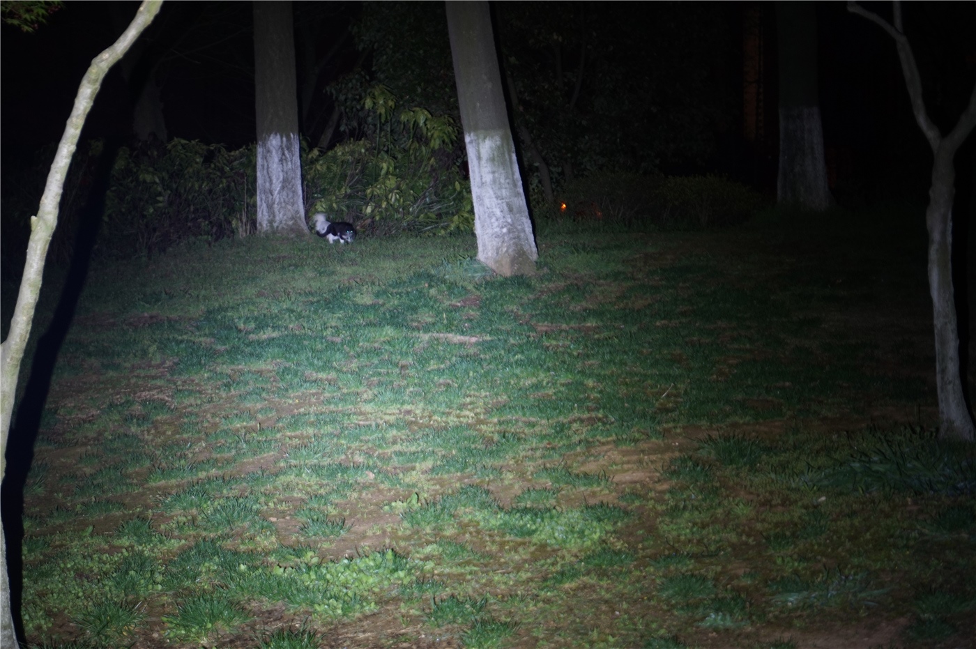 和纳丽德p80差不多的手电,手电王纳丽德p80夜间评测