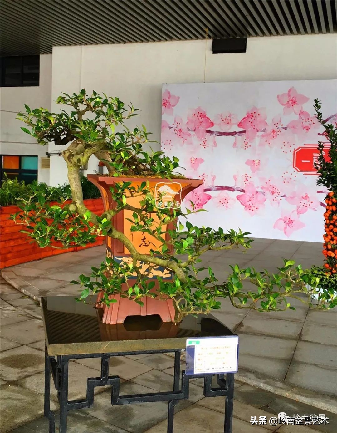 文人杂木盆景精品欣赏,可以做盆景的杂木图片大全