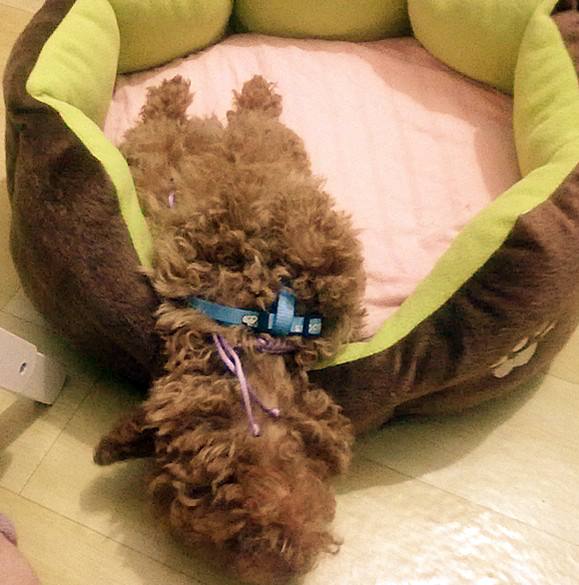 泰迪一般到几岁性格会变,长期笼养对泰迪性格的影响