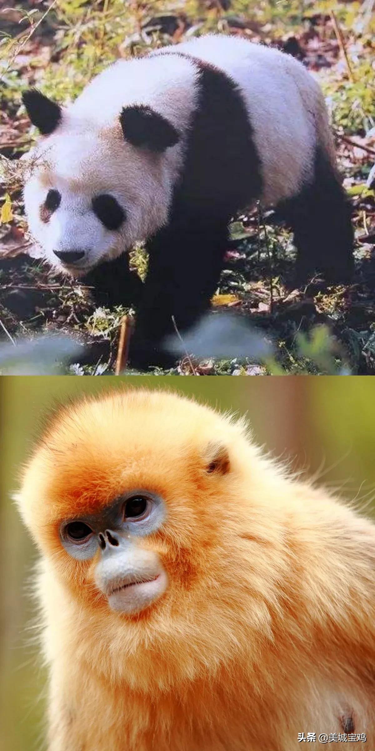 宝鸡这个城市给我们的印象是什么,宝鸡是一个美丽的城市