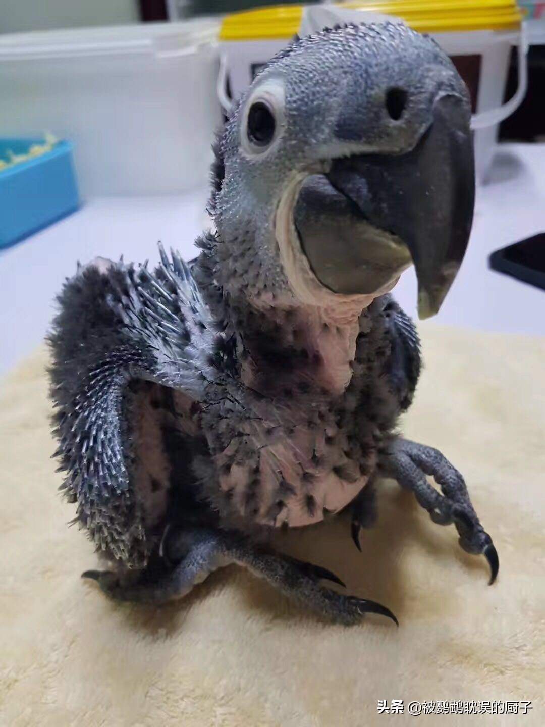 宠物鹦鹉怎么养熟,宠物鹦鹉日常照顾