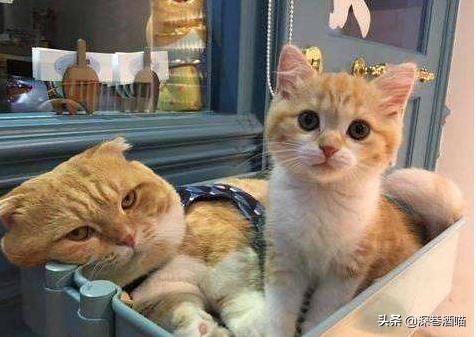 猫咪骗局揭秘,猫咪真的有迷信说法吗