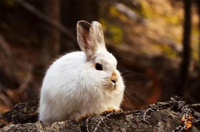 北极有一只兔子,北极有兔子