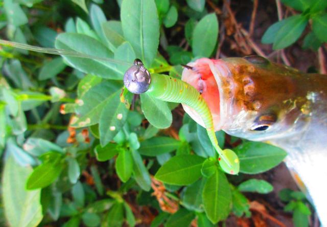 铅头钩和德州钓组哪种好,实战铅头钩最强绑法