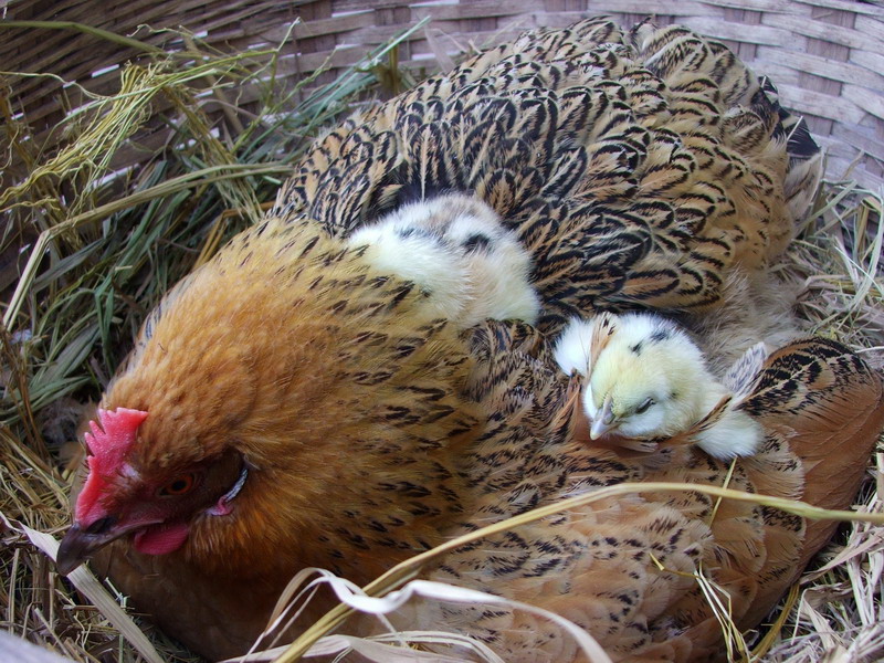 小鸡孵了30天才出壳正常吗,小鸡23天还没出来怎么办