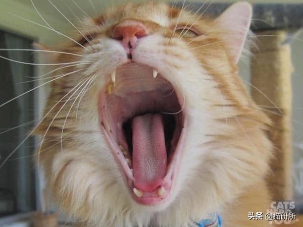 猫咪身上有小黑点怎么回事,猫咪毛里面有很小的小黑点是什么