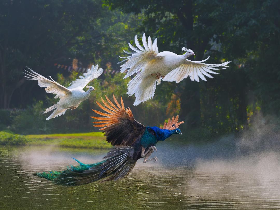 2019暑假珠海长隆亲子游攻略,广州长隆值得玩2天吗