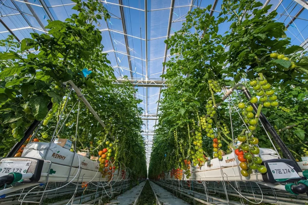 全玻璃温室大棚是嘘头？相比较其它温室的优缺点有哪些