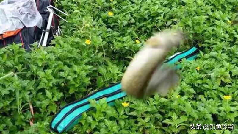 又到钓龙虾的季节,又到了一年秋季了怎么钓鲫鱼
