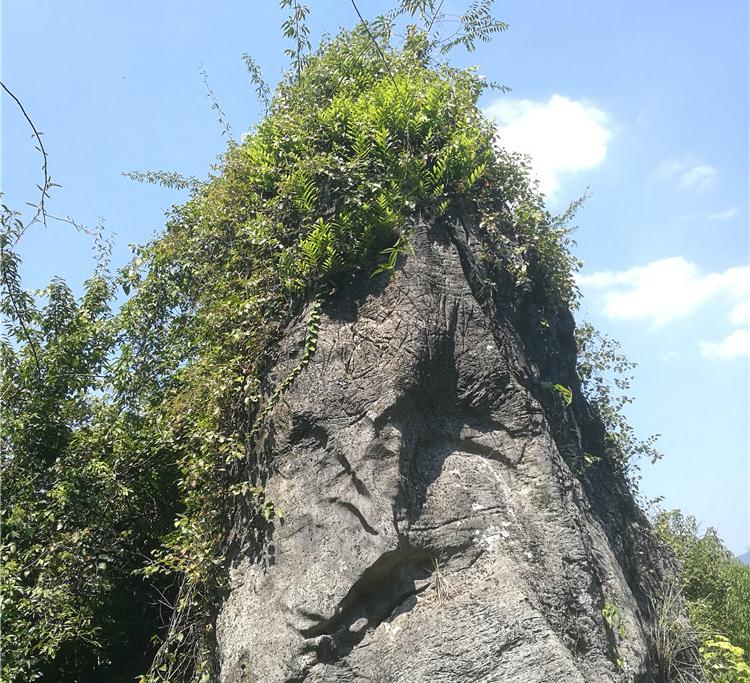 如今不可多得的“崖姜”,曾稀缺也好泛滥也罢,你都该好好认识它