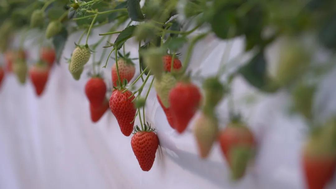 草莓种植行业风险及前景,草莓种植致富热
