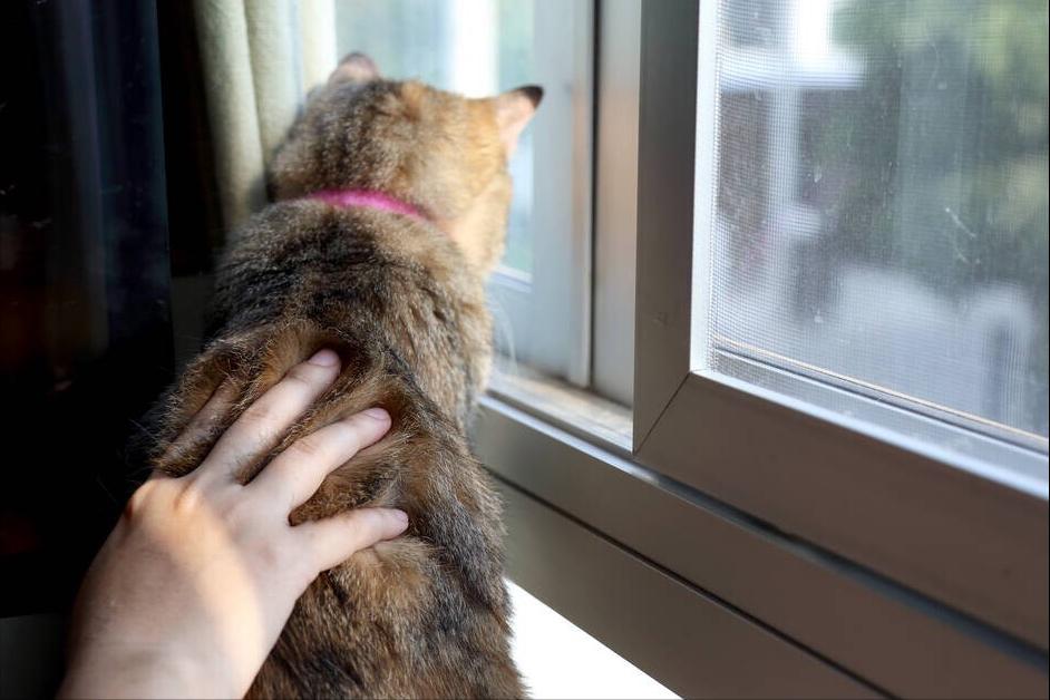 小猫咪总是喜欢咬人怎么训练,如何改掉猫咪爱咬人抓人的习惯