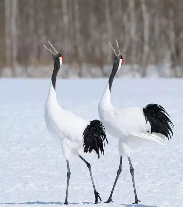 丹顶鹤的忠贞,丹顶鹤浪漫忠贞