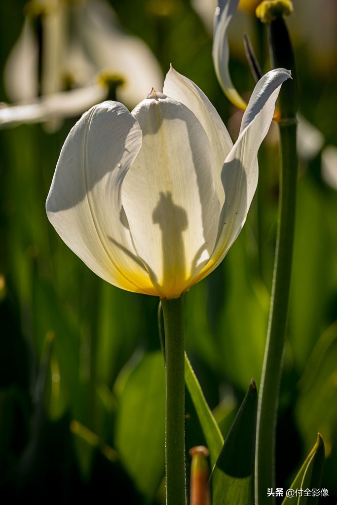 北京国际鲜花港有限公司,北京国际鲜花港一日游