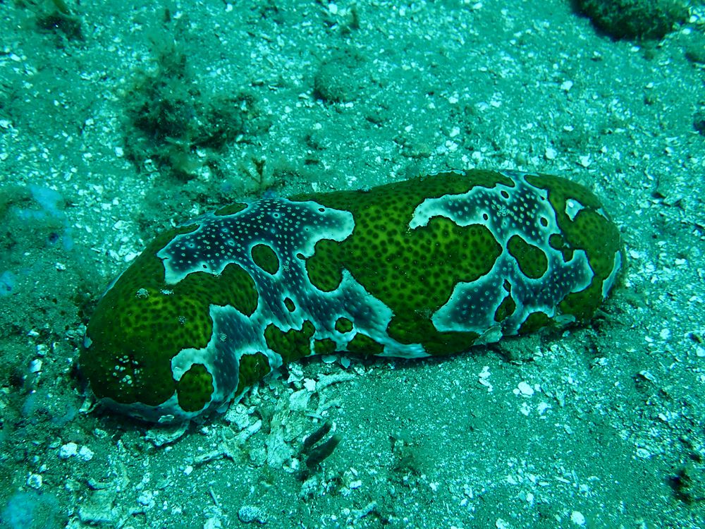 水摄之海参（3）:豹纹海参（安汶）