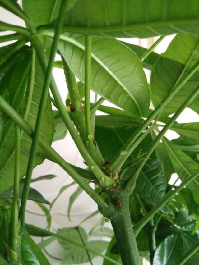 发财树叶片上有黏液是怎么回事,发财树枝干流液体怎么回事