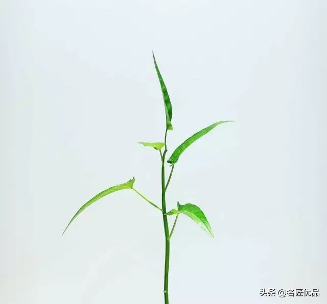 在家怎么无土种菜简单又安全,家庭种菜不用肥料种菜方法