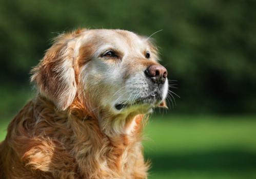 狗狗鼻头不黑的原因,狗狗黑鼻头