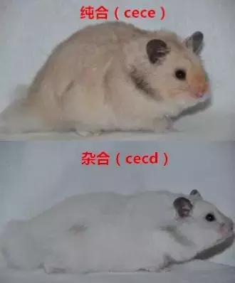 仓鼠的种类习性详细介绍,仓鼠有哪些亚种种类