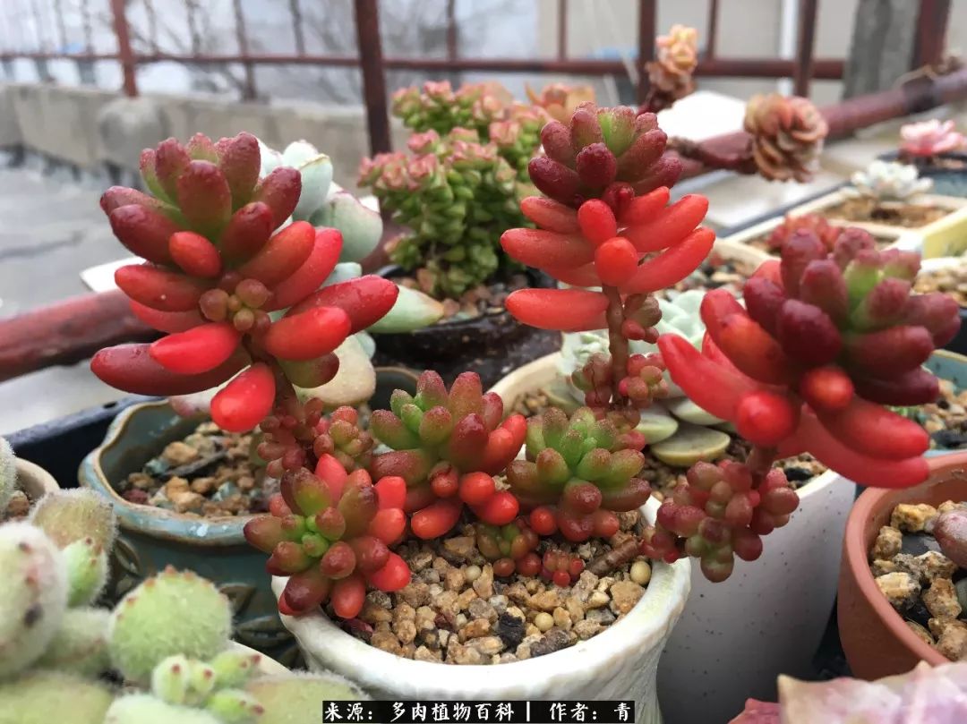 入坑多肉无法自拔,沉迷多肉无法自拔