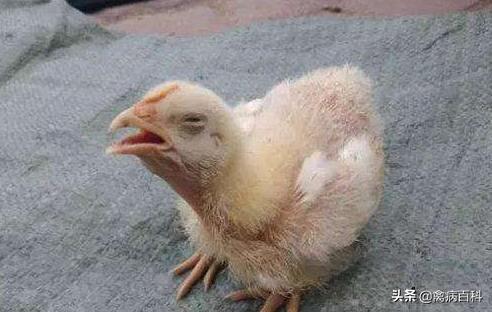 鸡群呼吸道疾病特效药方案大全,鸡群发病,我来帮你解决