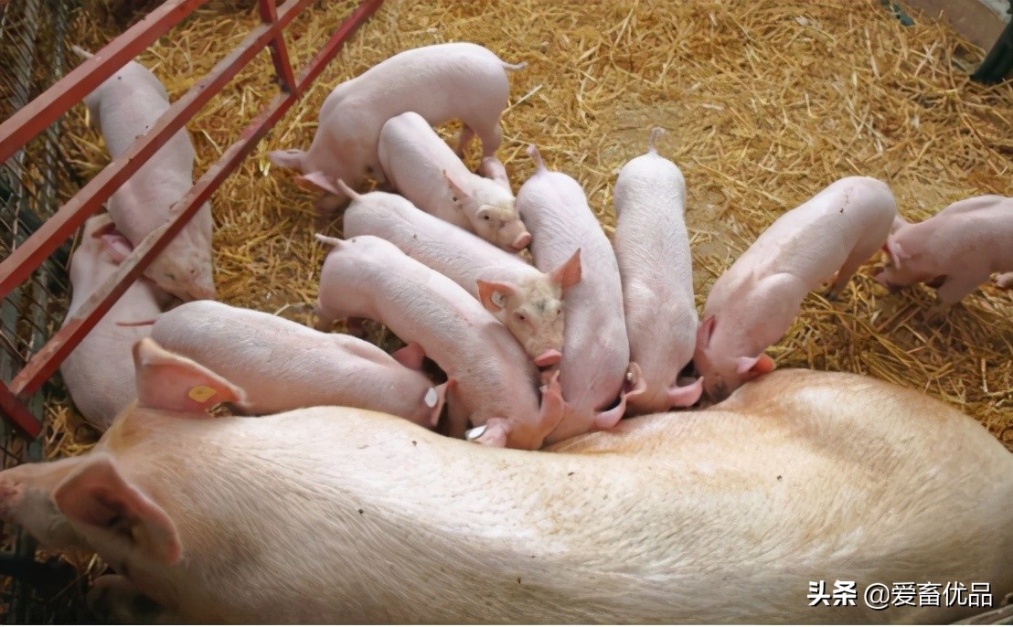 母猪乳腺炎的防治方法,母猪乳房炎防治及措施