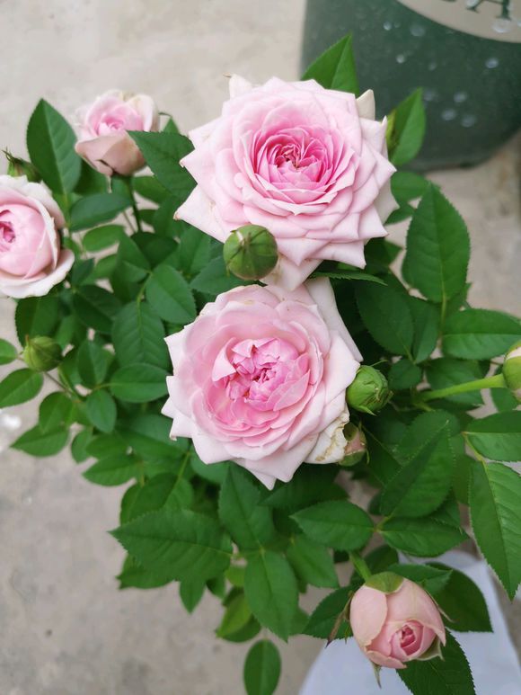 新长出的玫瑰花枝叶发蔫怎么回事,食用玫瑰花苗发蔫怎么救治