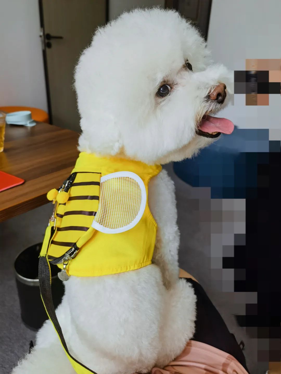 家里有两只猫想养一只狗,家里有只猫又来了一只狗怎么相处