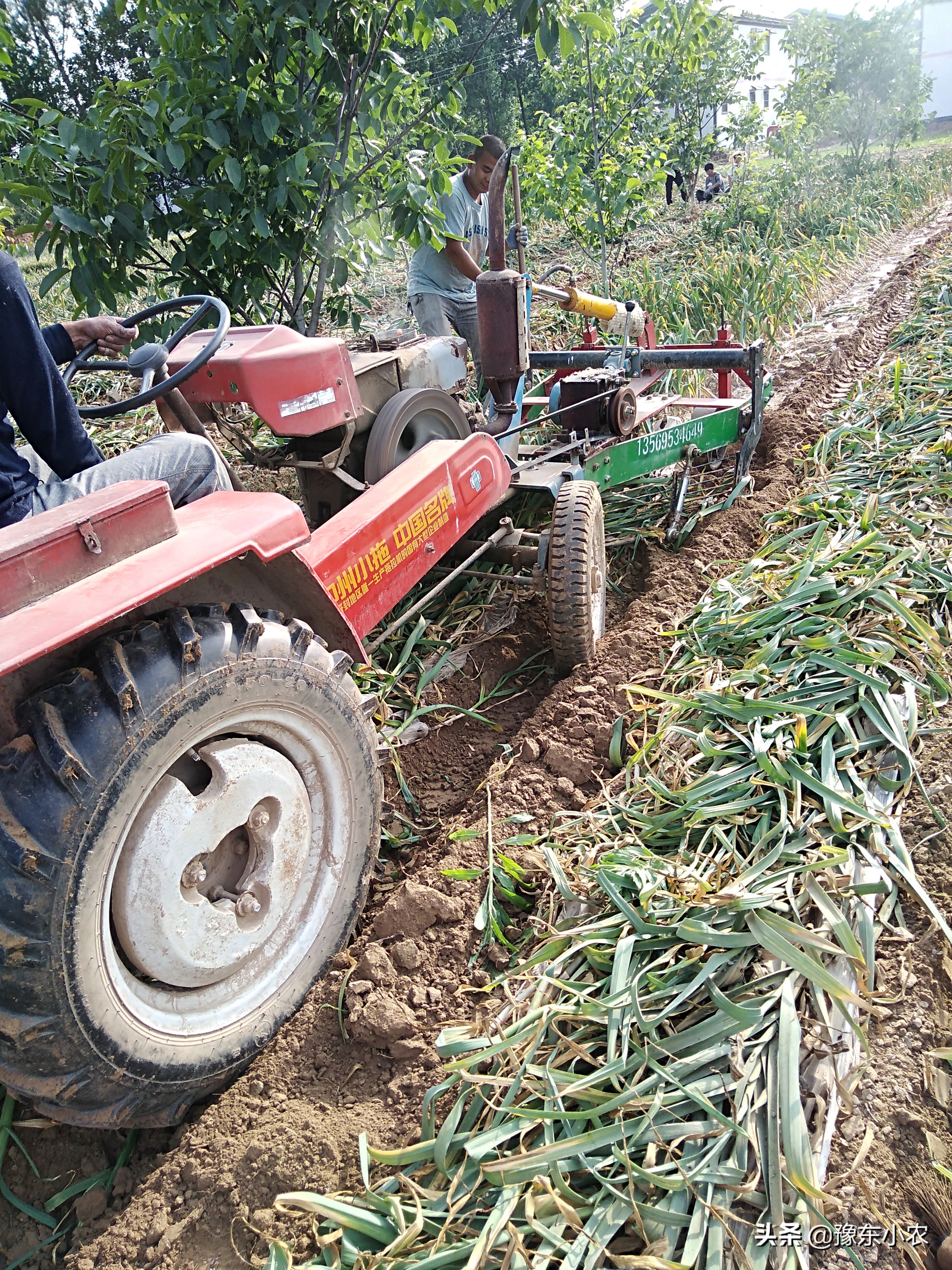 大蒜返青期气温低怎么办,怎样预防大蒜被冻害