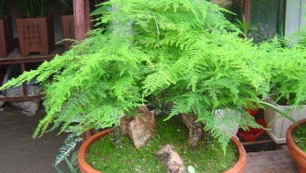 家养文竹枝叶干枯？多注意这些问题，使其枝叶翠绿