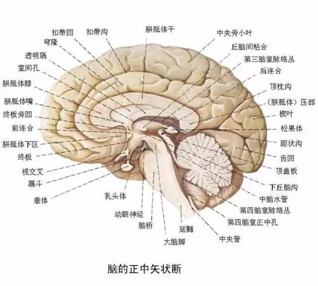 什么情况下考虑癫痫性腹痛,经常癫痫是什么原因