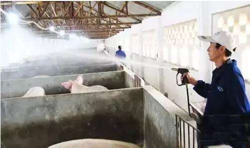 养猪怎么提高仔猪成活率,养猪如何才能快速出栏