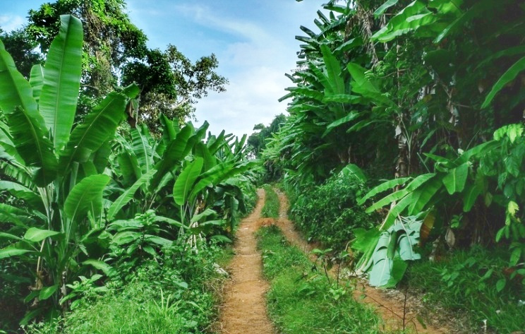 徒步探访马来西亚孤岛小村：医疗免费，孩子辍学家长坐牢