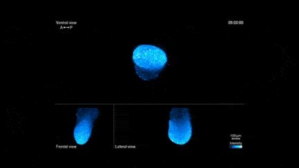 鹦鹉胚胎发育图,早期胚胎的发育全过程视频