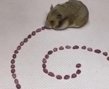 仓鼠生日该怎么准备呢,仓鼠生日应该给他吃什么