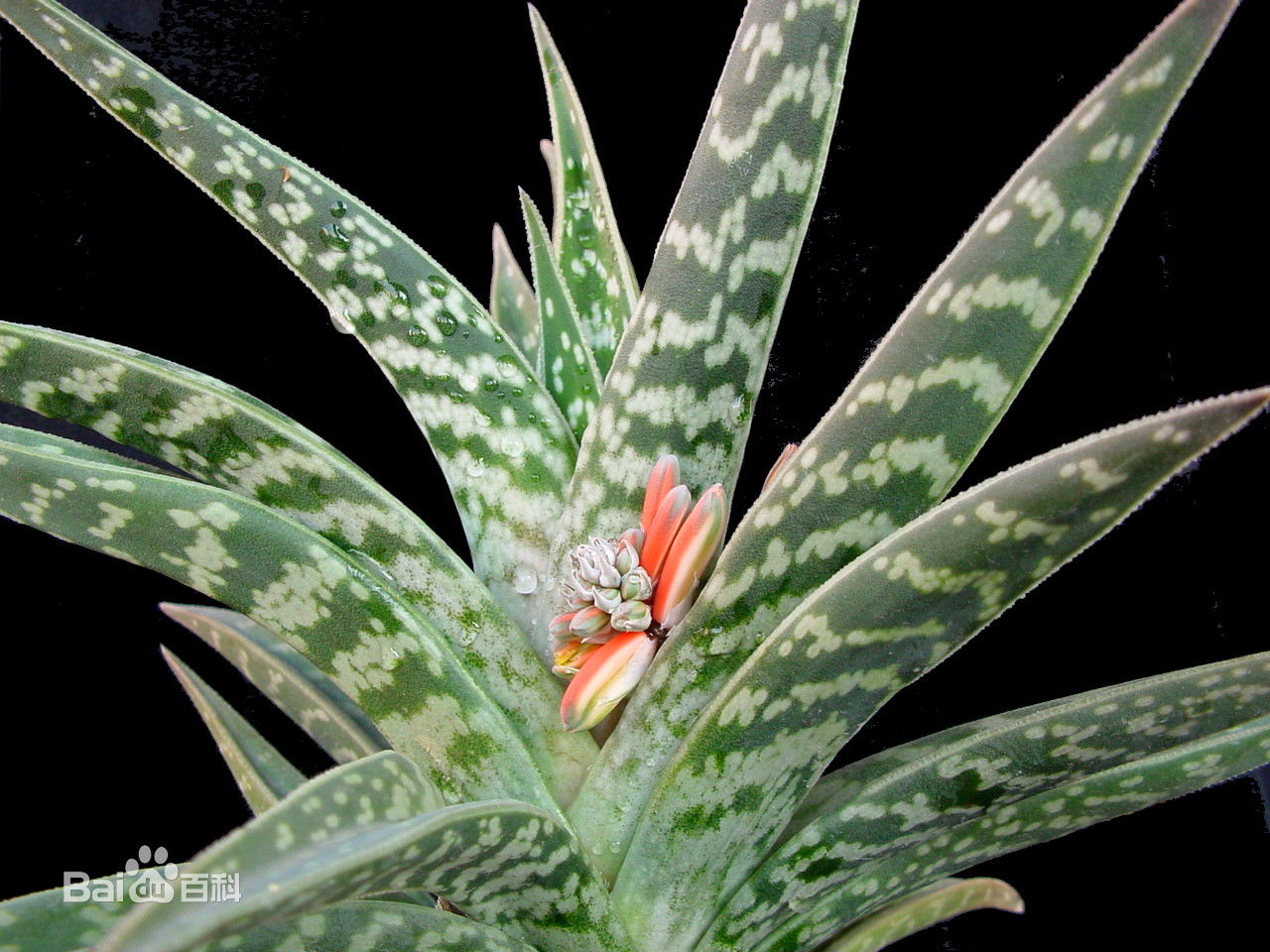 耐阴多肉植物室内,30种耐阴植物室内盆栽