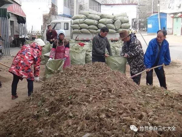 现在种植什么药材最赚钱 (现在市场上种植什么药材最赚钱)