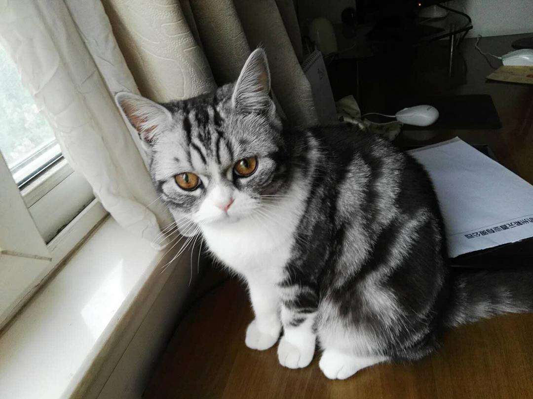 英短猫哪种花色不推荐,英短蓝白猫咪尴尬期前后对比