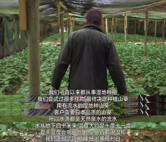 800一斤的菜,800元一斤的东西是什么