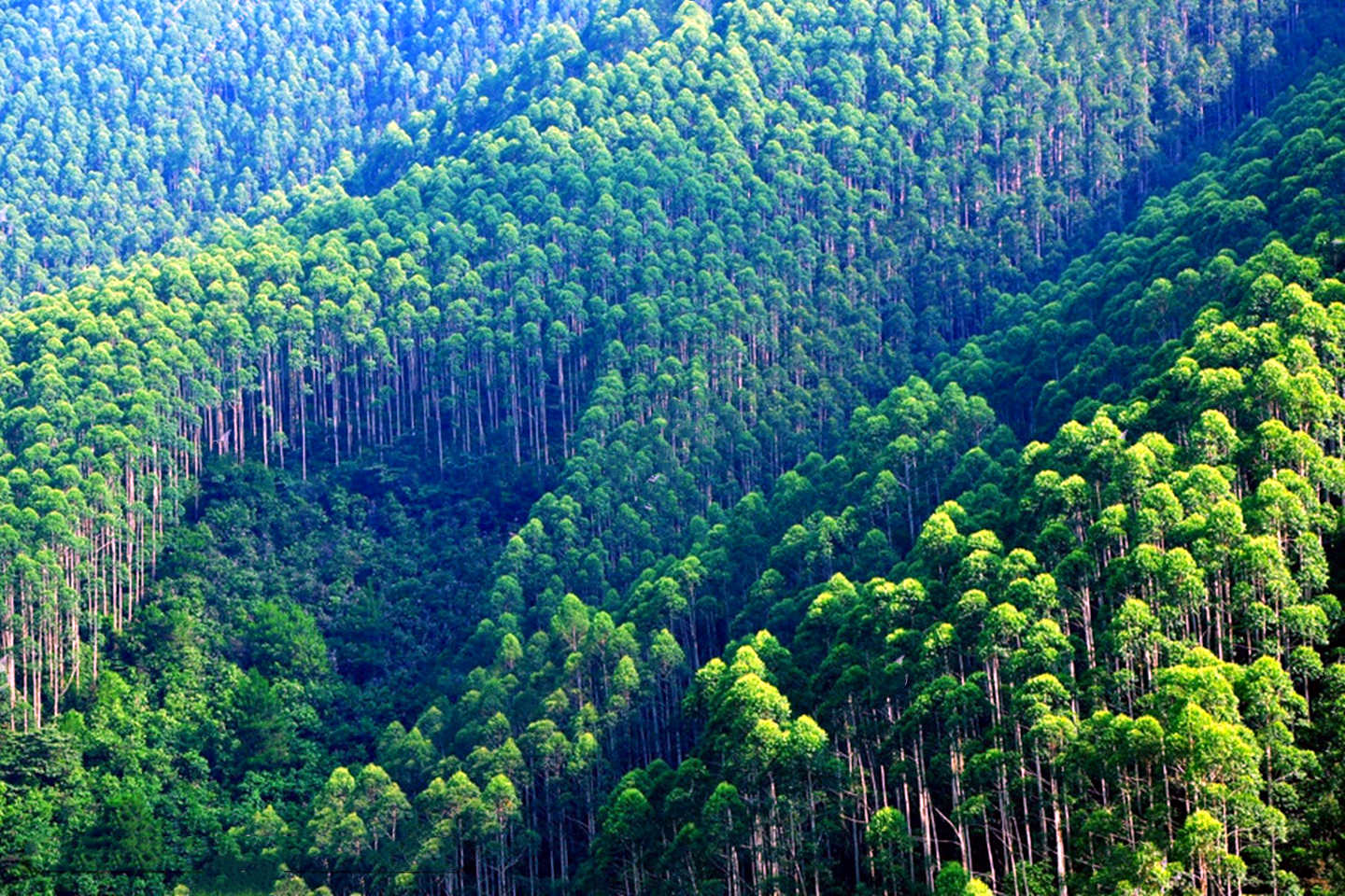 广西桉树产量全世界第一,广西最多种桉树前十名地方