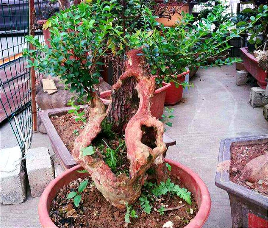 皱皮黄杨烂根了还有补救方法吗,黄杨盆景失枝的原因是什么