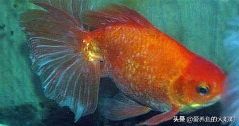 水霉病是怎么造成的,如何解决水霉病