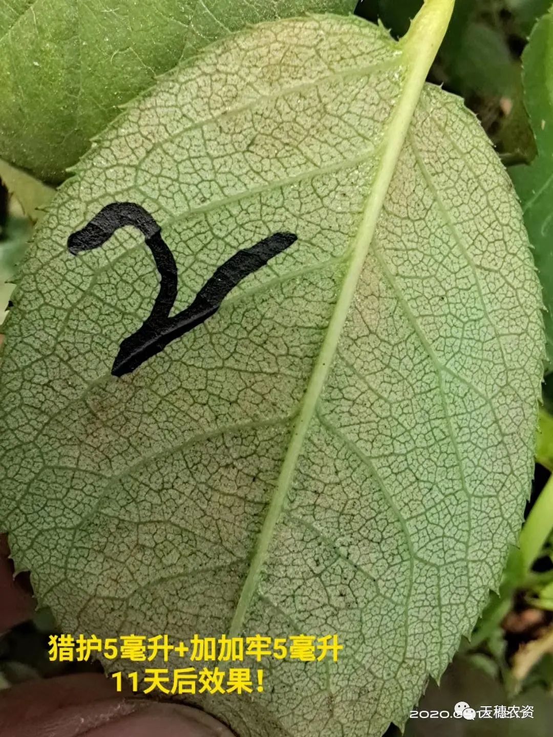 猎护杀虫剂打虫吗,猎护农药