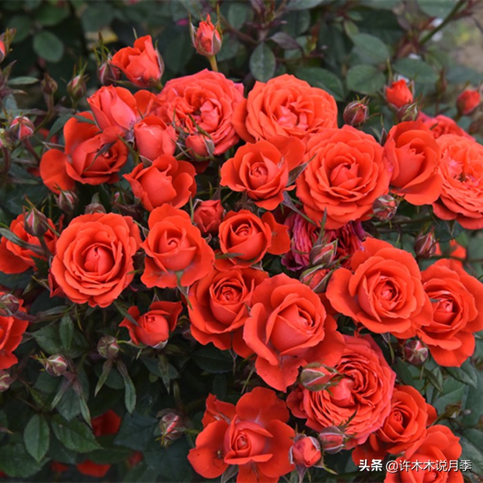 月季修剪后黑杆怎么处理,月季黑杆最好的治疗方法